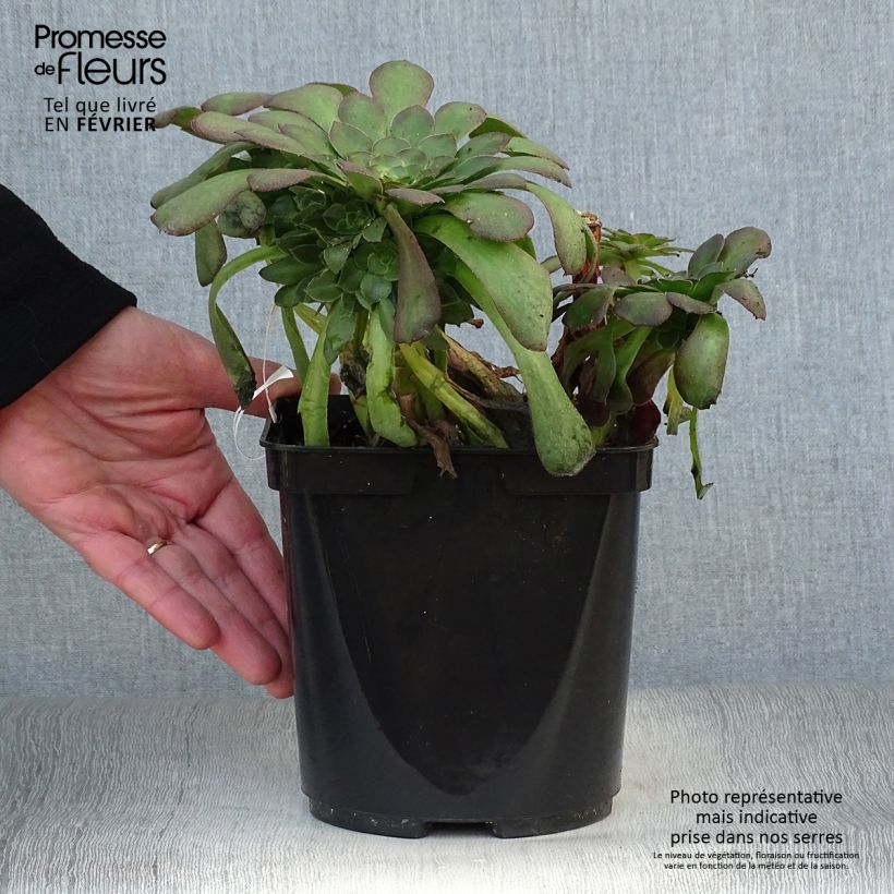 Exemplar von Aeonium arboreum Garnet Topf mit 3L/4L wie im Winter geliefert