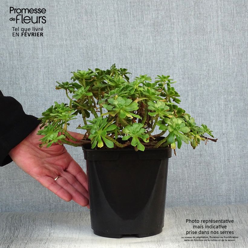 Exemplar von Aeonium occidentale Topf mit 3L/4L wie im Winter geliefert