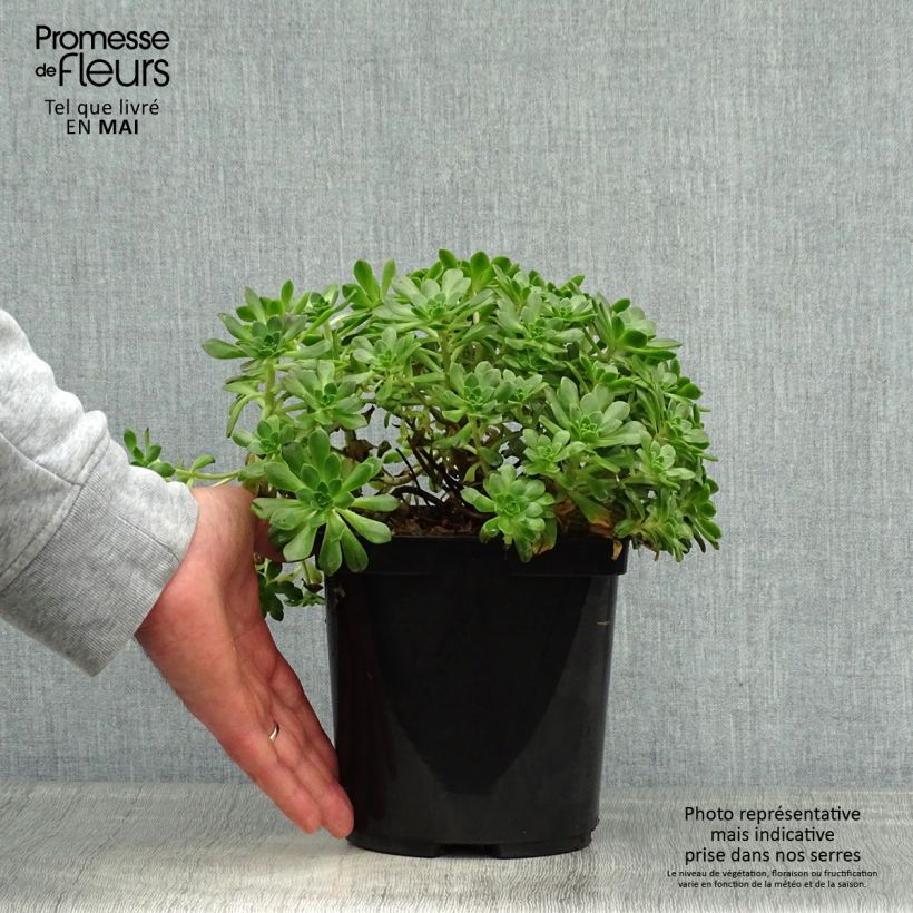 Exemplar von Aeonium occidentale Topf mit 3L/4L wie im Frühjahr geliefert