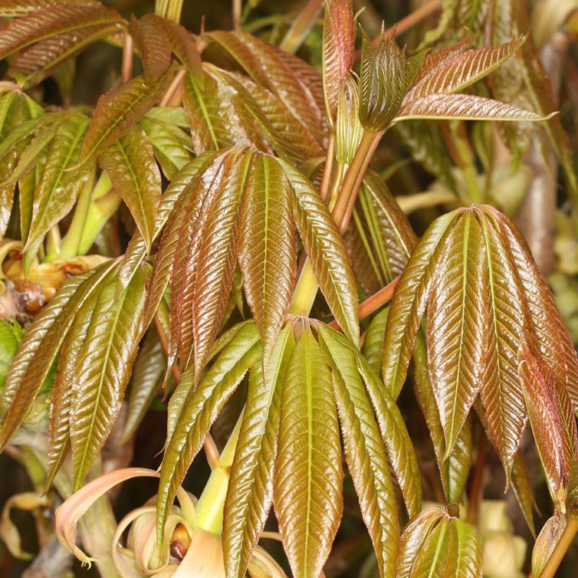 Chinesische Rosskastanie - Aesculus chinensis (Laub)