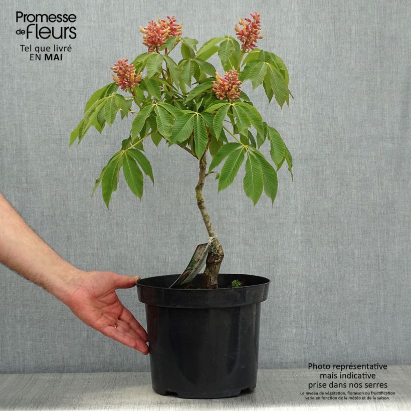 Exemplar von Gelbrote Pavie Koehnei - Aesculus pavia var. discolor Topf mit 7,5L/10L wie im Frühjahr geliefert