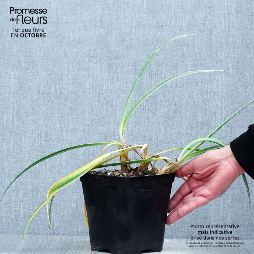 Exemplar von Agapanthe Arctic Star wie im Herbst geliefert