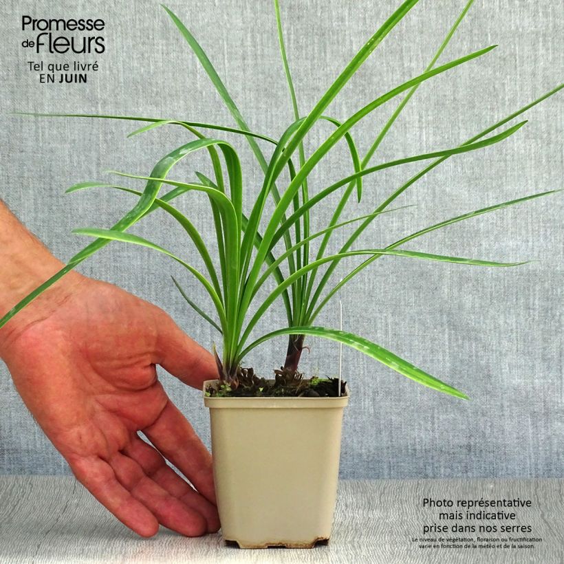 Exemplar von Agapanthus Back in Black - Schmucklilie Kleine Töpfe von 8/9 cm wie im Sommer geliefert