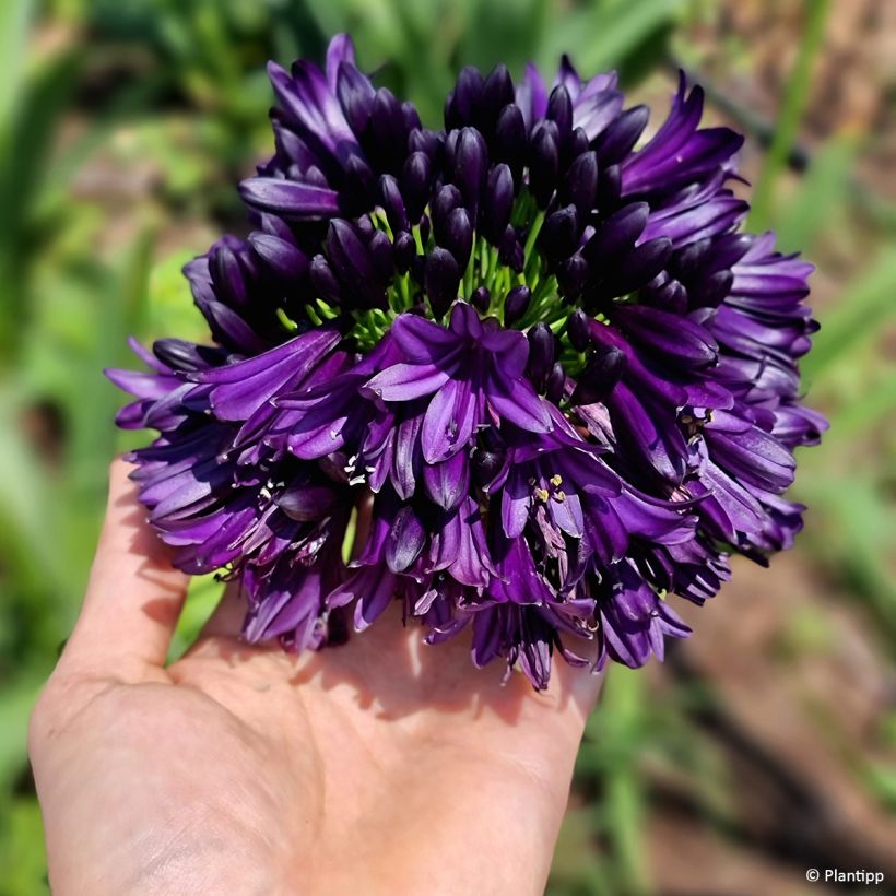 Agapanthus Black Jack - Schmucklilie (Blüte)