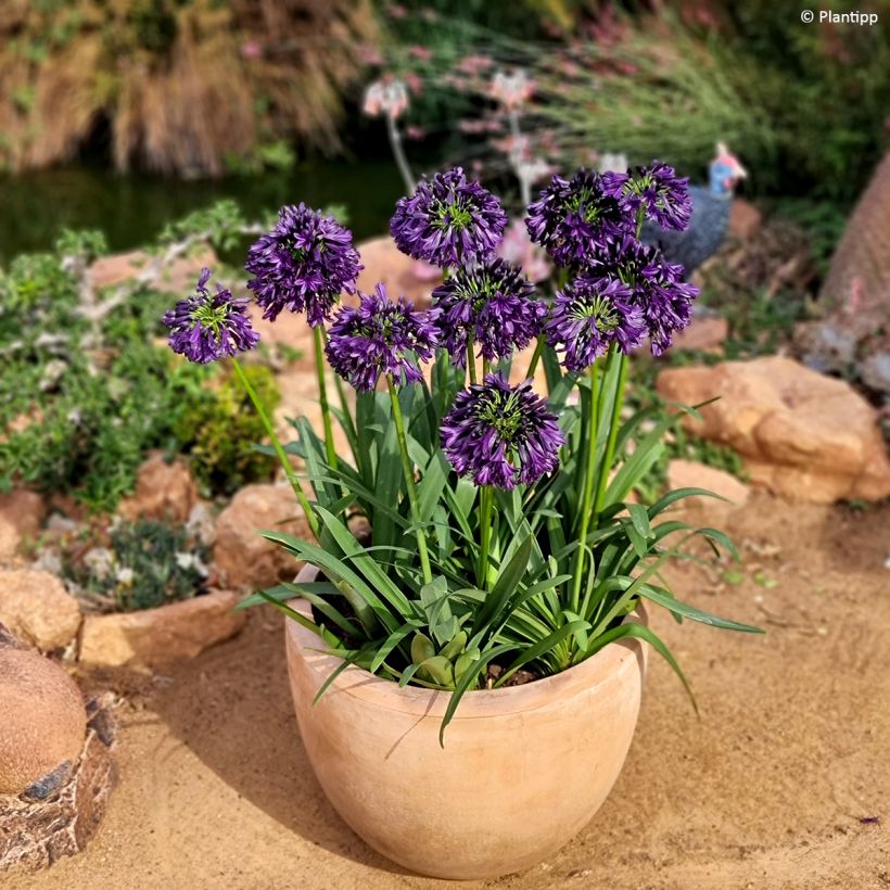 Agapanthus Black Jack - Schmucklilie (Hafen)