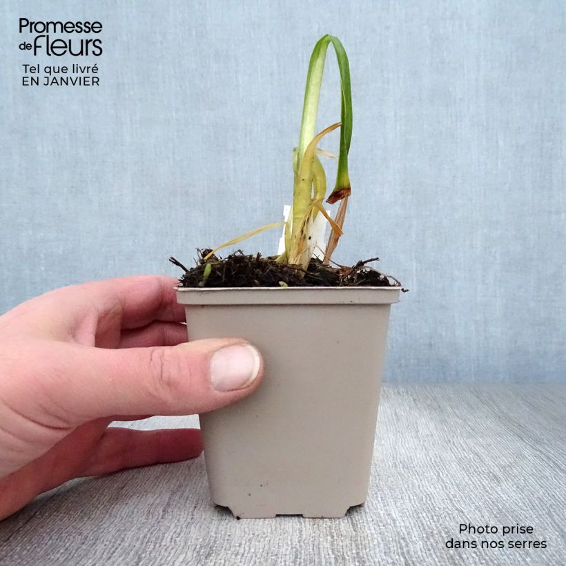 Exemplar von Agapanthus inapertus subsp. pendulus Black Magic - Schmucklilie Kleine Töpfe von 8/9 cm wie im Winter geliefert