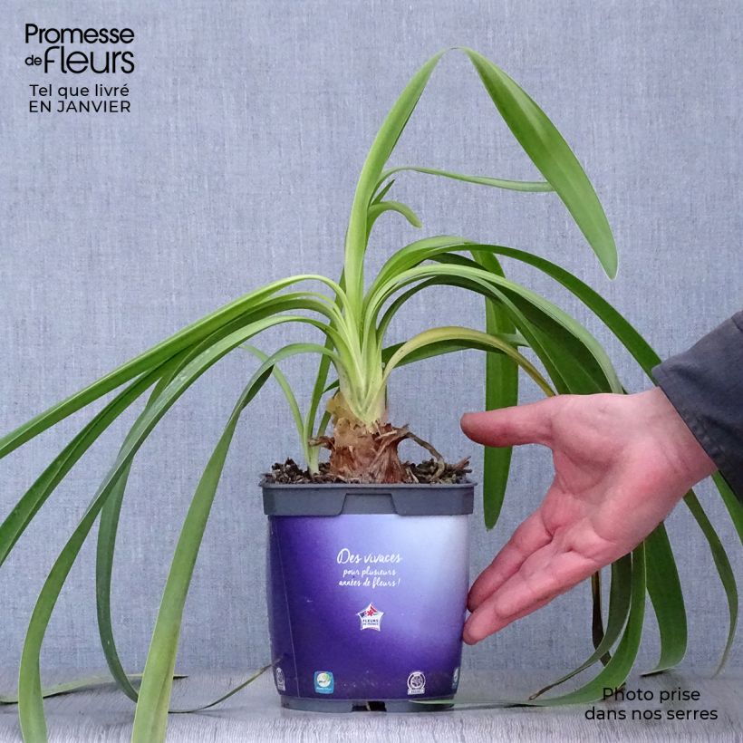 Exemplar von Agapanthus Black Pantha - Schmucklilie Topf mit 2L/3L wie im Winter geliefert