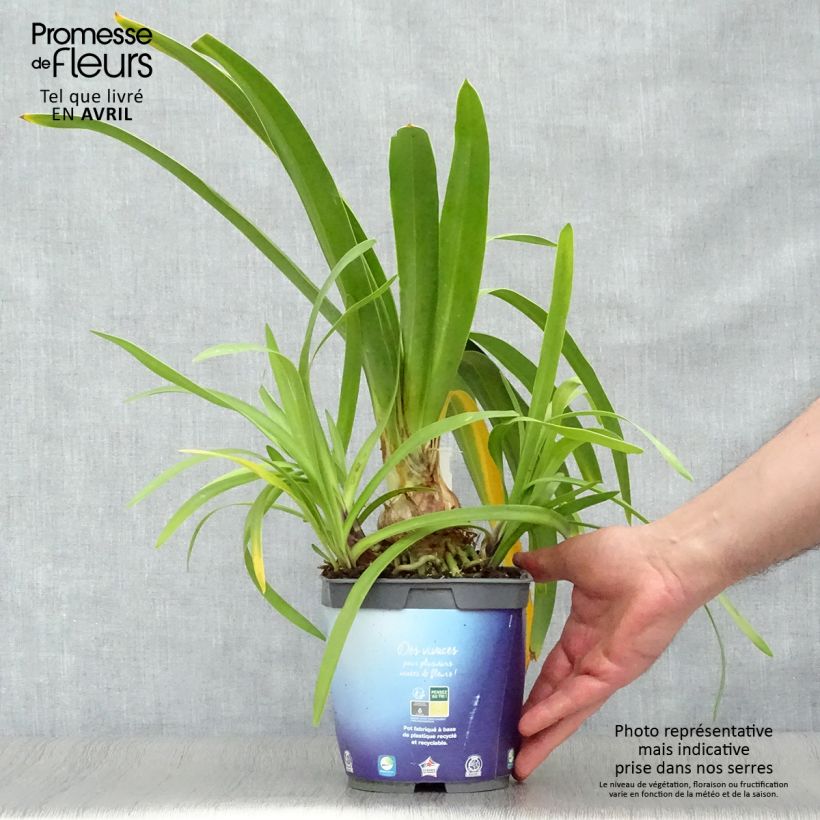 Exemplar von Agapanthus Black Pantha - Schmucklilie Topf mit 2L/3L wie im Frühjahr geliefert