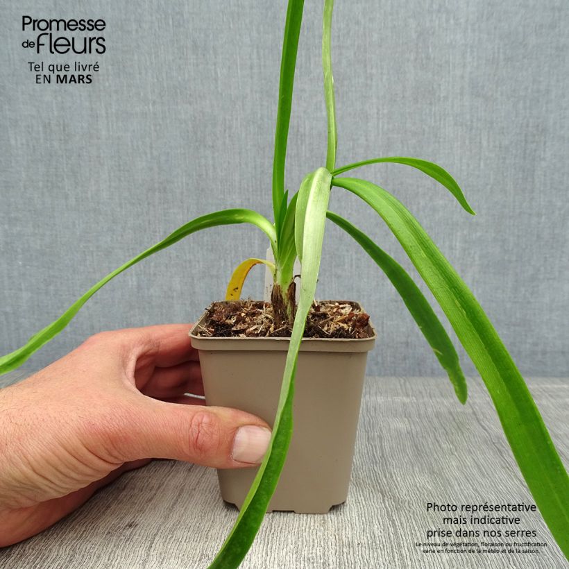 Exemplar von Agapanthus Blue Heaven - Schmucklilie Kleine Töpfe von 8/9 cm wie im Frühjahr geliefert