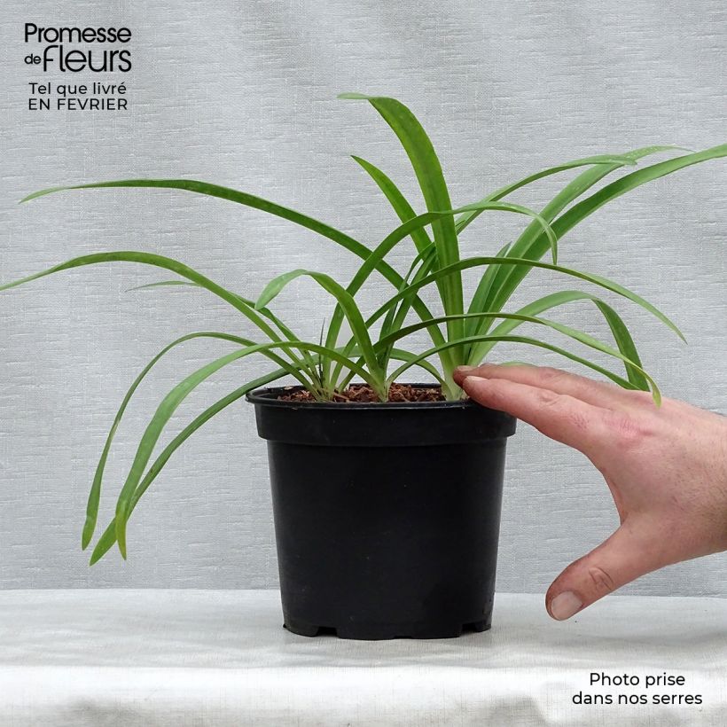 Exemplar von Agapanthus Blue Heaven - Schmucklilie Topf mit 2L/3L wie im Winter geliefert