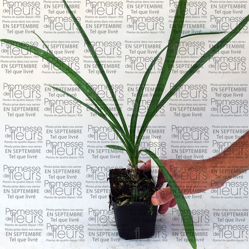 Beispiel eines Exemplars von Agapanthus praecosubsp. orientalis Blue Moon - Schmucklilie Kleine Töpfe von 8/9 cm wie geliefert