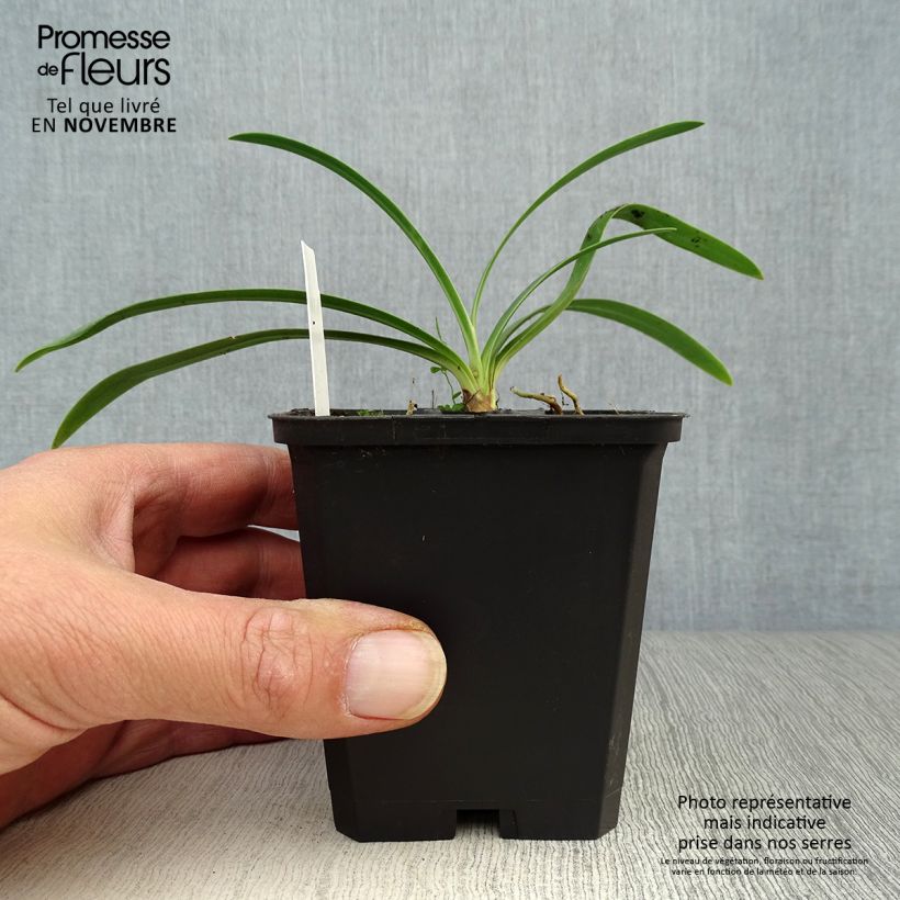 Exemplar von Agapanthus Blue Triumphator - Schmucklilie Kleine Töpfe von 8/9 cm wie im Herbst geliefert