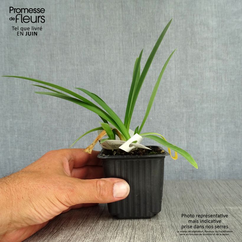 Exemplar von Agapanthus Blue Triumphator - Schmucklilie Kleine Töpfe von 8/9 cm wie im Sommer geliefert