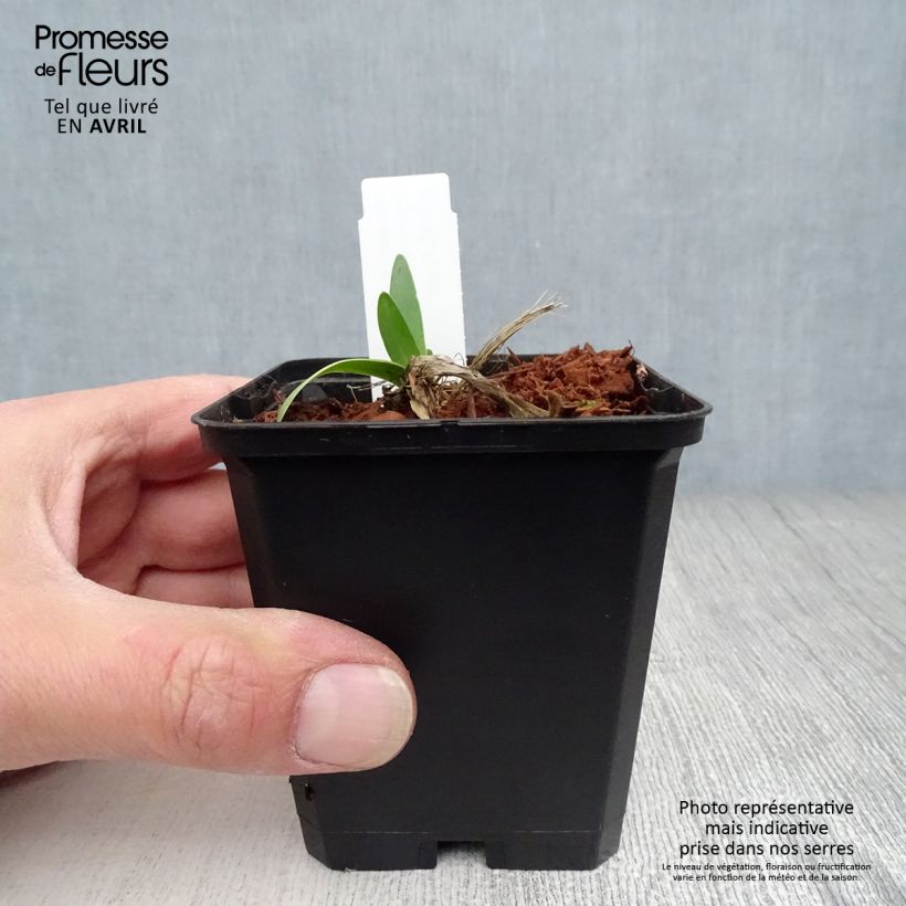 Exemplar von Agapanthus Blue Triumphator - Schmucklilie Kleine Töpfe von 8/9 cm wie im Frühjahr geliefert