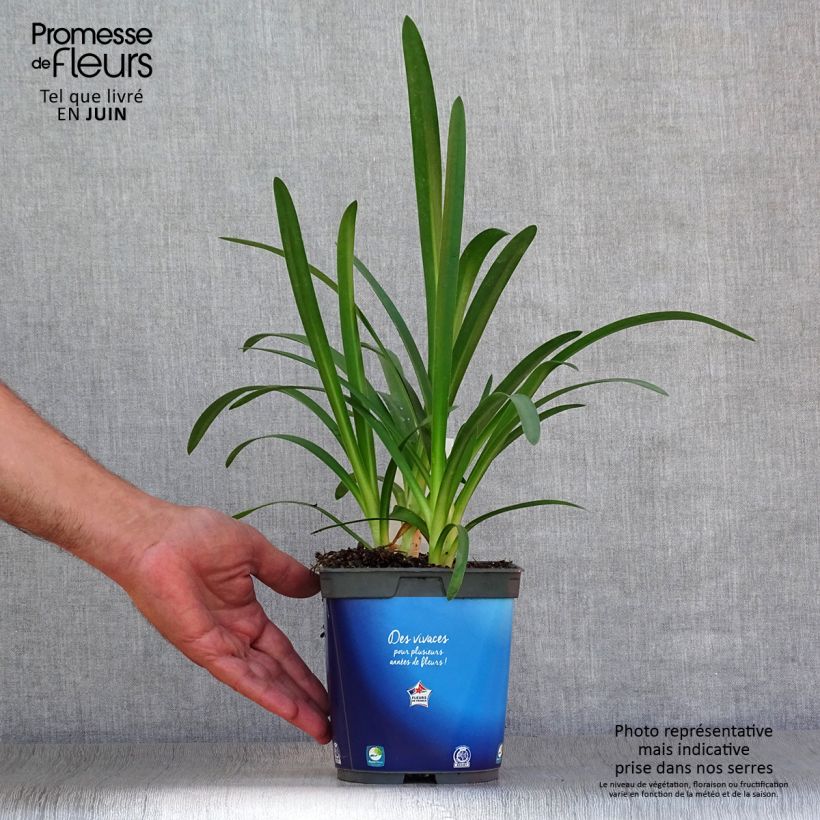 Exemplar von Agapanthus Blue Triumphator - Schmucklilie Topf mit 2L/3L wie im Sommer geliefert