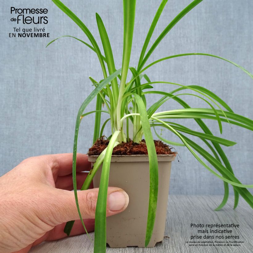 Exemplar von Agapanthus Brilliant Blue - Schmucklilie Kleine Töpfe von 8/9 cm wie im Herbst geliefert