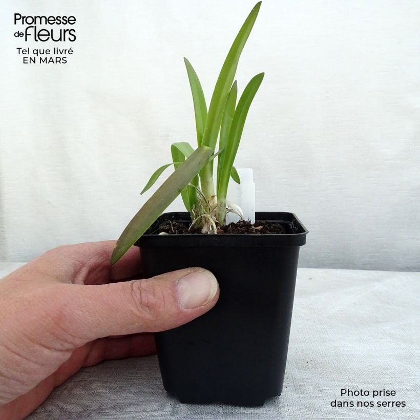 Exemplar von Agapanthus Brilliant Blue - Schmucklilie Kleine Töpfe von 8/9 cm wie im Winter geliefert