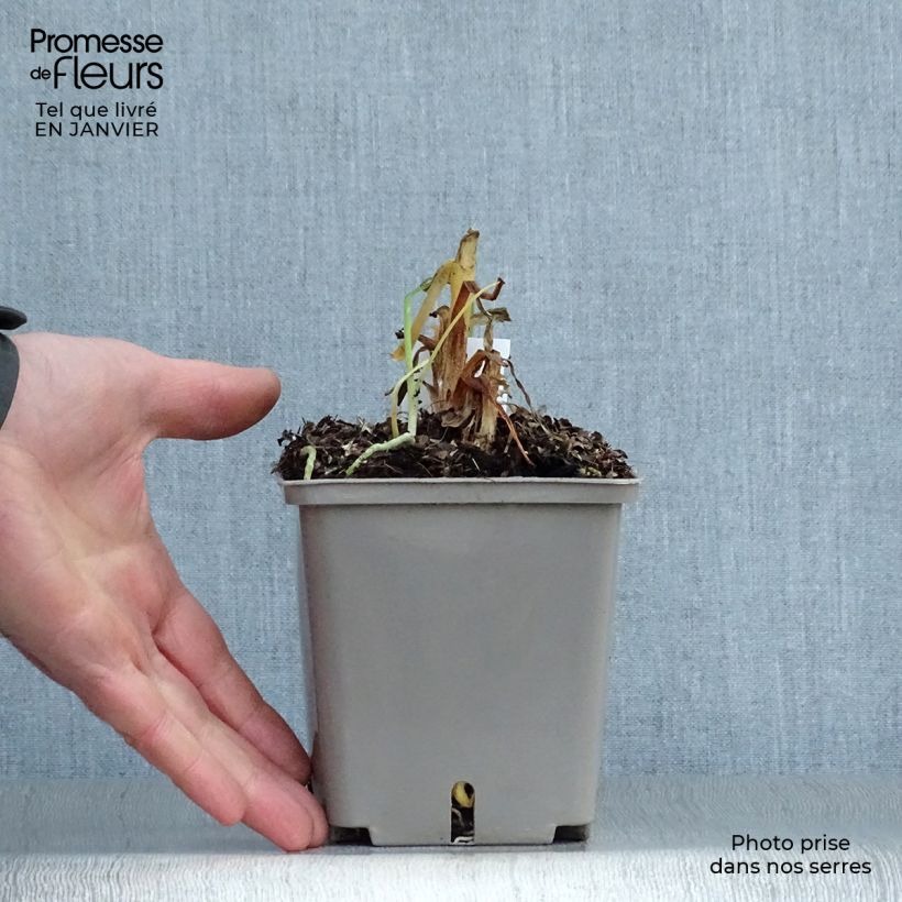 Exemplar von Agapanthus Celebration - Schmucklilie Topf mit 1L/1,5L wie im Winter geliefert