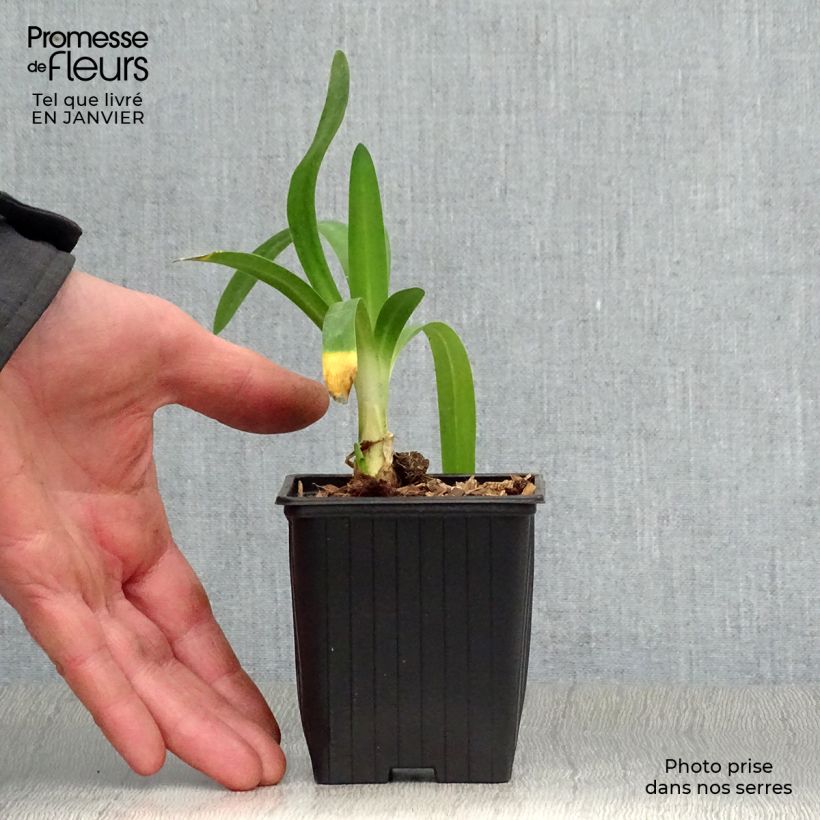 Exemplar von Agapanthus Charlotte - Schmucklilie Kleine Töpfe von 8/9 cm wie im Winter geliefert