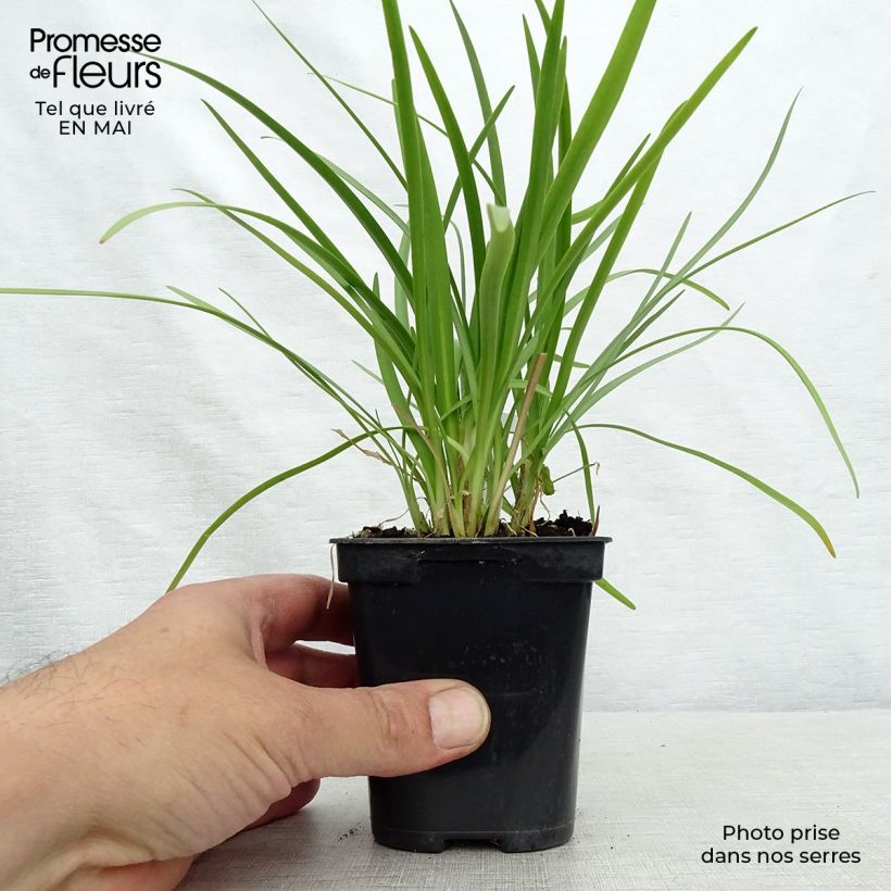 Exemplar von Agapanthus Charlotte - Schmucklilie Kleine Töpfe von 8/9 cm wie im Frühjahr geliefert