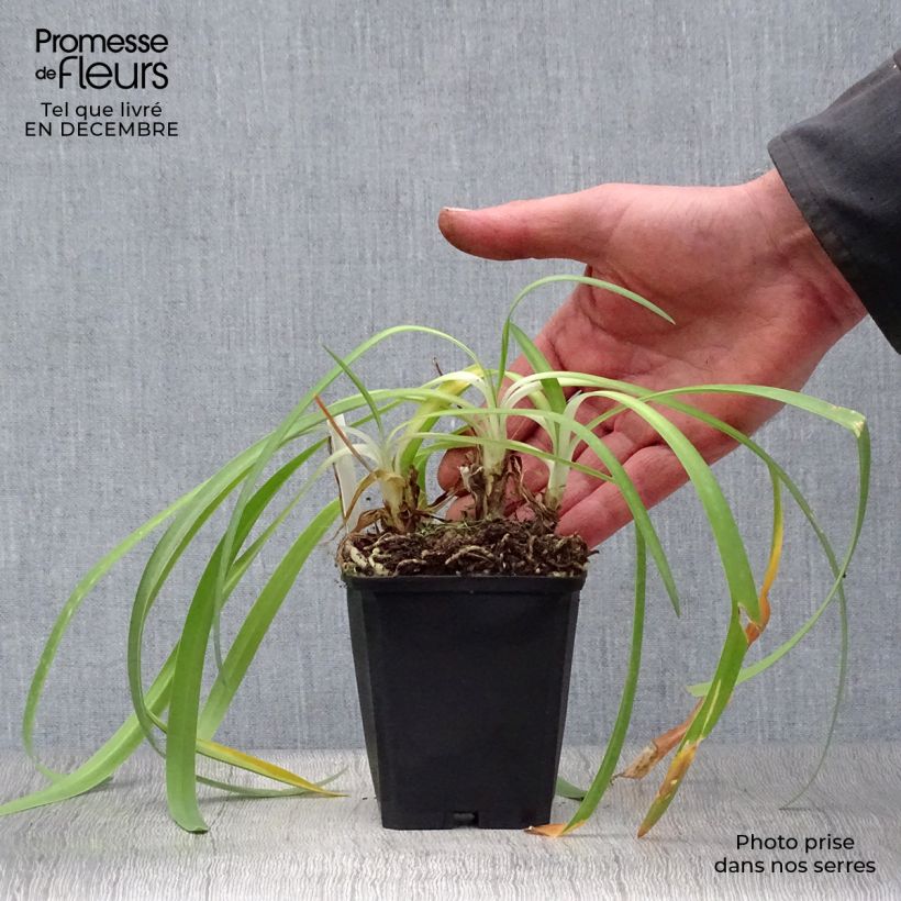 Exemplar von Agapanthus Docteur Brouwer - Schmucklilie Kleine Töpfe von 8/9 cm wie im Winter geliefert