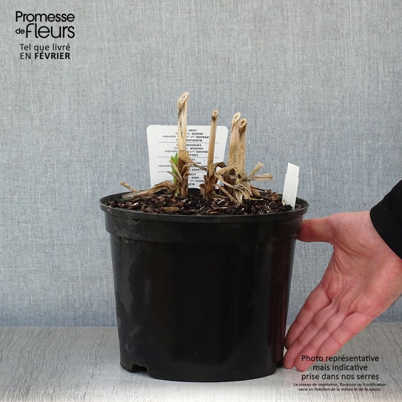 Exemplar von Agapanthus Docteur Brouwer - Schmucklilie Topf mit 4L/5L wie im Winter geliefert