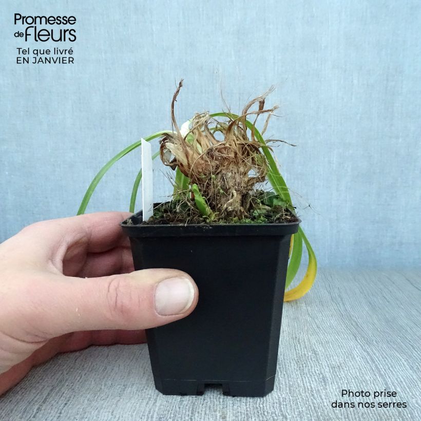 Exemplar von Agapanthus Donau - Schmucklilie Kleine Töpfe von 8/9 cm wie im Winter geliefert