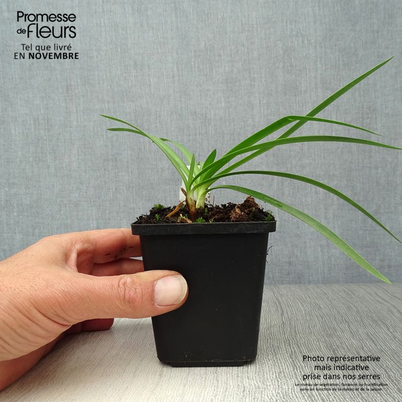 Exemplar von Agapanthus Double Diamond - Schmucklilie Kleine Töpfe von 8/9 cm wie im Herbst geliefert