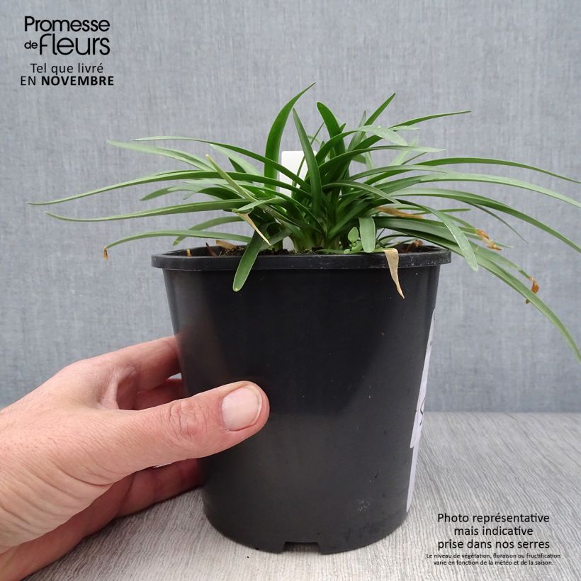 Exemplar von Agapanthus Double Diamond - Schmucklilie Topf mit 2L/3L wie im Herbst geliefert
