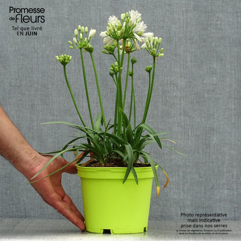 Exemplar von Agapanthus Double Diamond - Schmucklilie Topf mit 2L/3L wie im Sommer geliefert