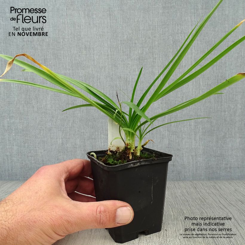 Exemplar von Agapanthus Enigma - Schmucklilie Kleine Töpfe von 8/9 cm wie im Herbst geliefert
