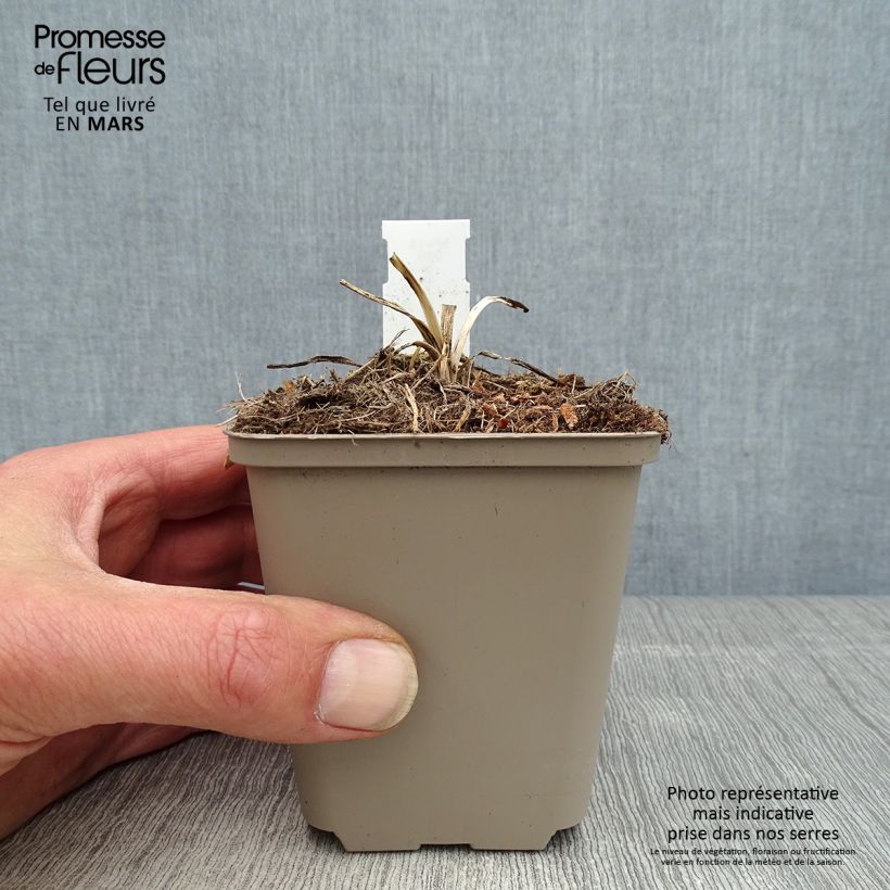 Exemplar von Agapanthus Flower of Love - Schmucklilie Kleine Töpfe von 8/9 cm wie im Frühjahr geliefert