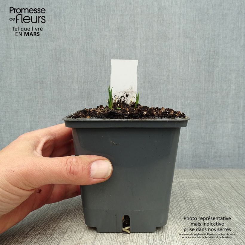 Exemplar von Agapanthus Flower of Love - Schmucklilie Topf mit 1L/1,5L wie im Frühjahr geliefert