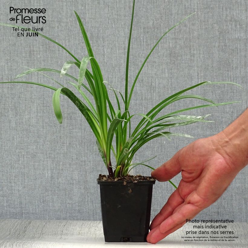 Exemplar von Agapanthus Glacier Stream - Schmucklilie Kleine Töpfe von 8/9 cm wie im Sommer geliefert