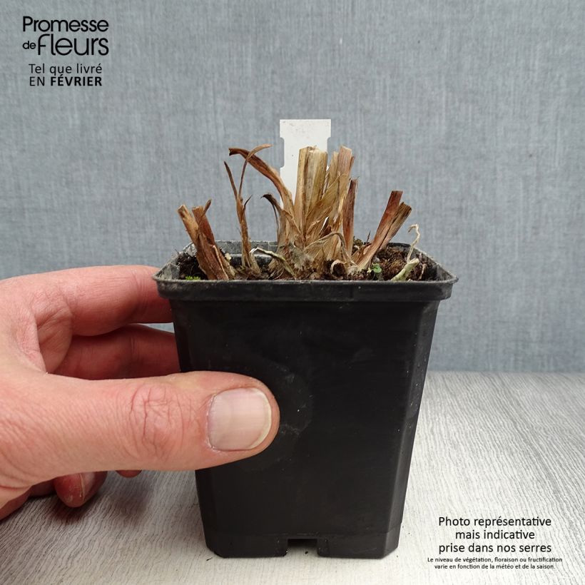 Exemplar von Agapanthus Glacier Stream - Schmucklilie Kleine Töpfe von 8/9 cm wie im Winter geliefert