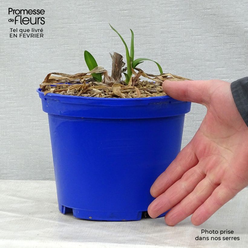 Exemplar von Agapanthus Graphite Blue - Schmucklilie Topf mit 2L/3L wie im Winter geliefert
