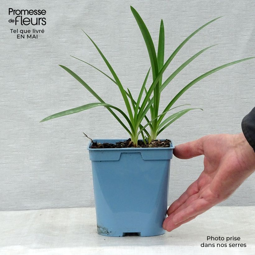 Exemplar von Agapanthus Graphite Blue - Schmucklilie Topf mit 2L/3L wie im Frühjahr geliefert