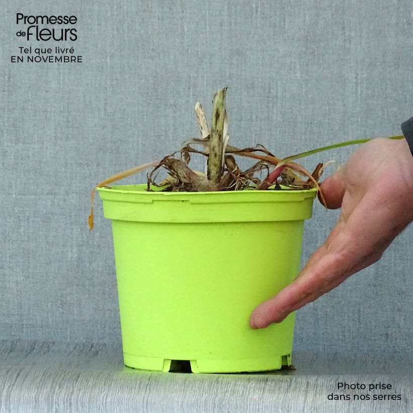 Exemplar von Agapanthus Graphite White - Schmucklilie Topf mit 2L/3L wie im Herbst geliefert