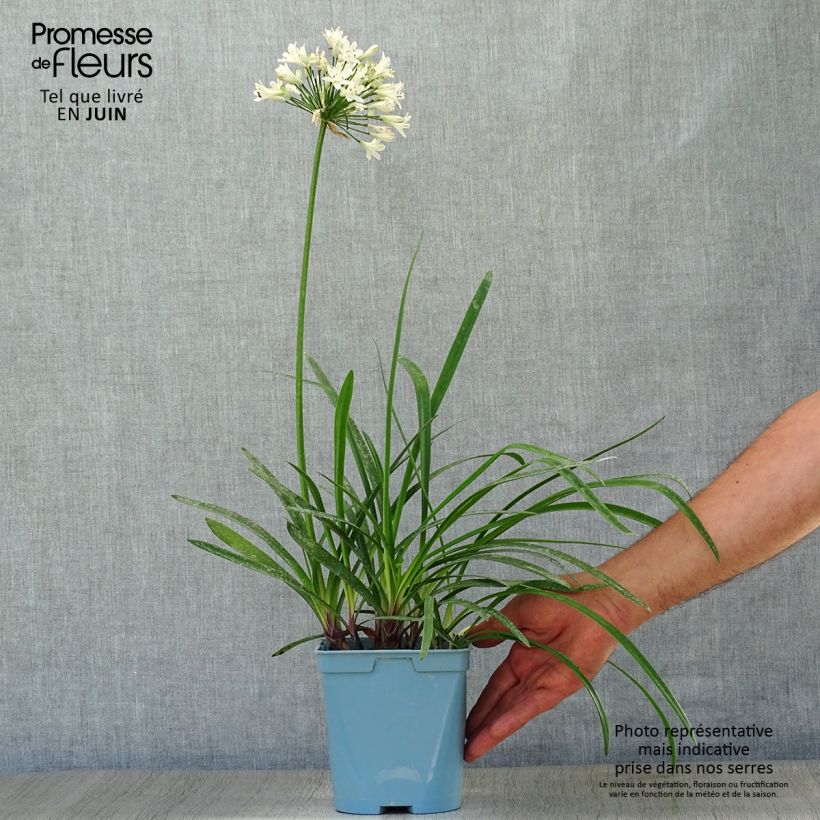 Exemplar von Agapanthus Graphite White - Schmucklilie Topf mit 2L/3L wie im Sommer geliefert