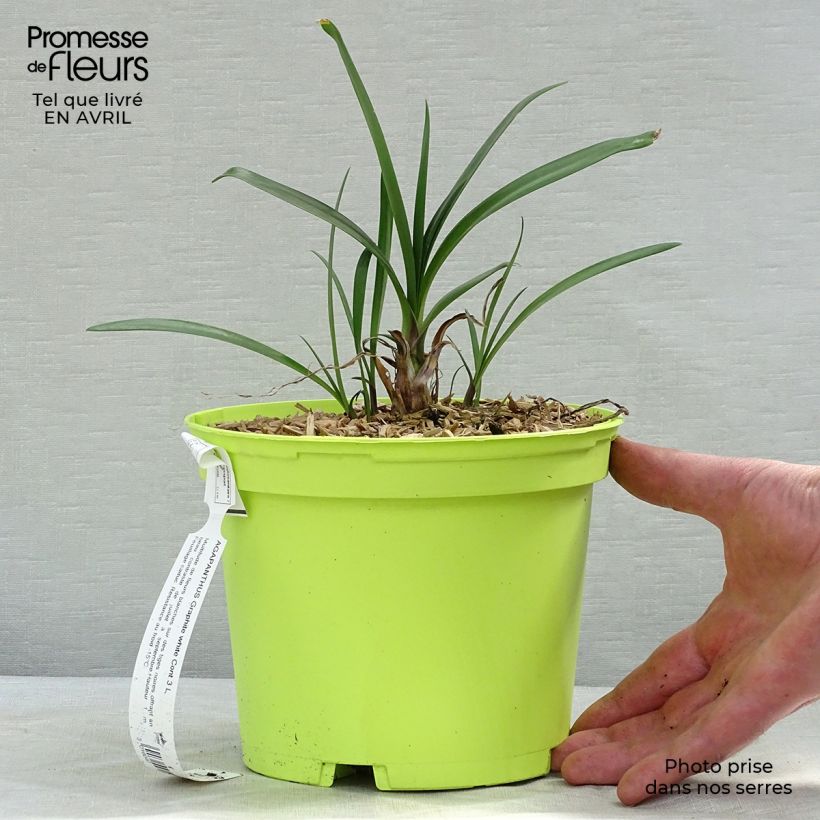 Exemplar von Agapanthus Graphite White - Schmucklilie Topf mit 2L/3L wie im Frühjahr geliefert