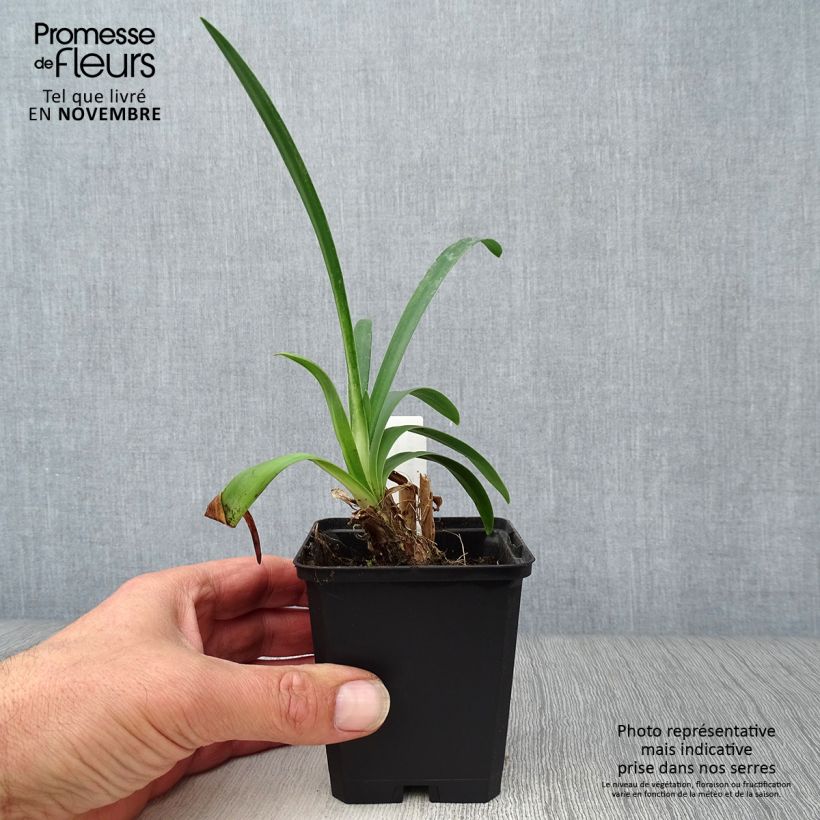 Exemplar von Agapanthus Hybride Headbourne Blue - Schmucklilie Kleine Töpfe von 8/9 cm wie im Herbst geliefert