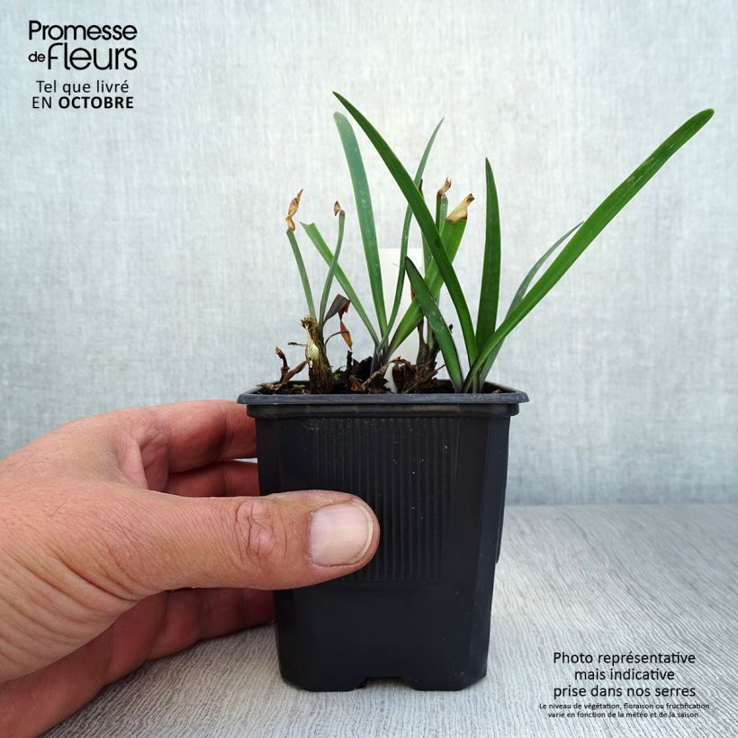 Exemplar von Agapanthus inapertus Intermedius - Schmucklilie Kleine Töpfe von 8/9 cm wie im Herbst geliefert