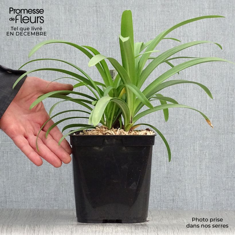 Exemplar von Agapanthus Megan's Mauve - Schmucklilie Topf mit 2L/3L wie im Winter geliefert