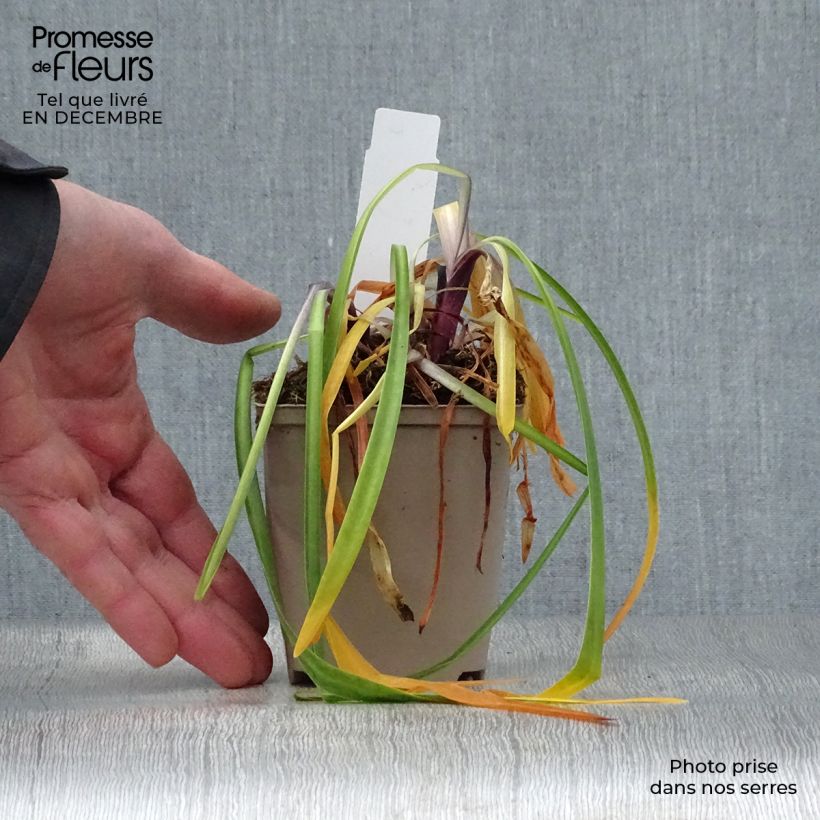 Exemplar von Agapanthus Navy Blue - Schmucklilie Kleine Töpfe von 8/9 cm wie im Winter geliefert