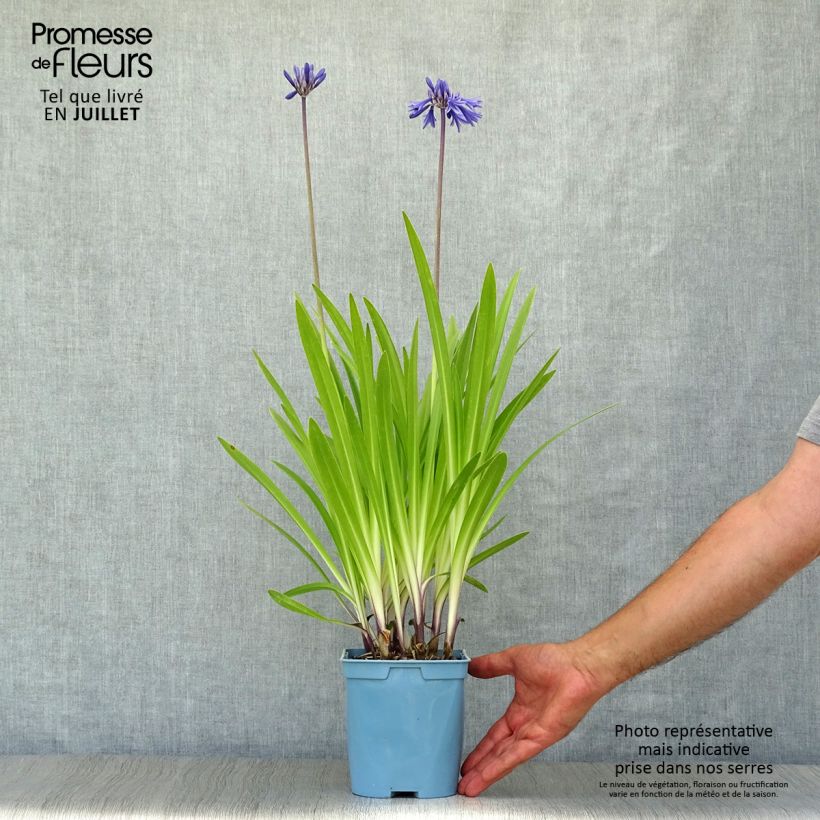 Exemplar von Agapanthus Navy Blue - Schmucklilie Topf mit 2L/3L wie im Sommer geliefert