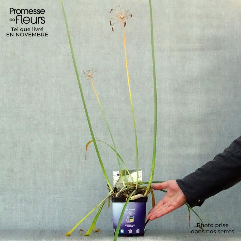Exemplar von Agapanthus Northern Star - Schmucklilie Kleine Töpfe von 8/9 cm wie im Herbst geliefert