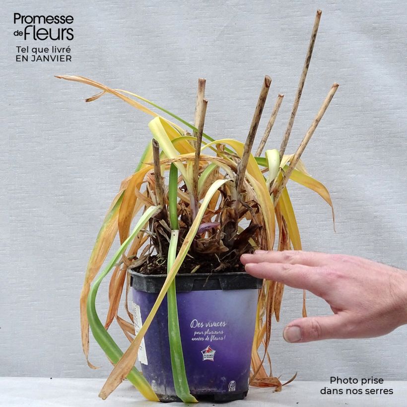 Exemplar von Agapanthus Northern Star - Schmucklilie Topf mit 2L/3L wie im Winter geliefert