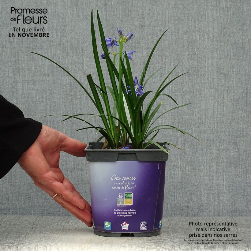 Exemplar von Agapanthus Northern Star - Schmucklilie Topf mit 2L/3L wie im Herbst geliefert