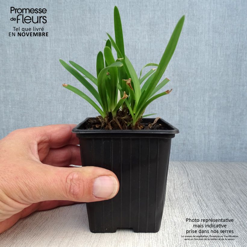 Exemplar von Agapanthus Peter Pan - Schmucklilie Kleine Töpfe von 8/9 cm wie im Herbst geliefert