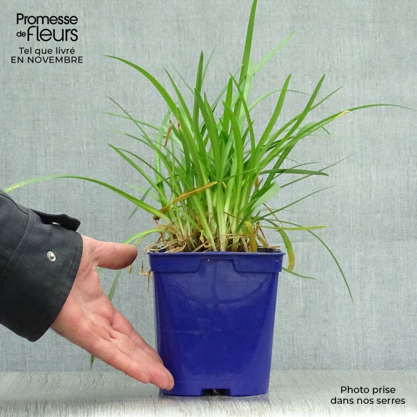 Exemplar von Agapanthus Pitchoune Blue - Schmucklilie Topf mit 2L/3L wie im Herbst geliefert
